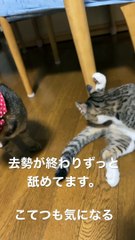 去勢後の猫