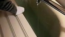 水が好きな猫ポスくん