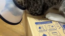 箱を漁る猫