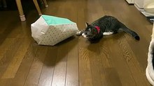 猫より気になる桃太郎