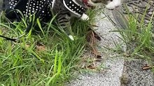 猫の初散歩