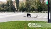 Un chimpanzé échappé du zoo se promène dans les rues de Kharkiv