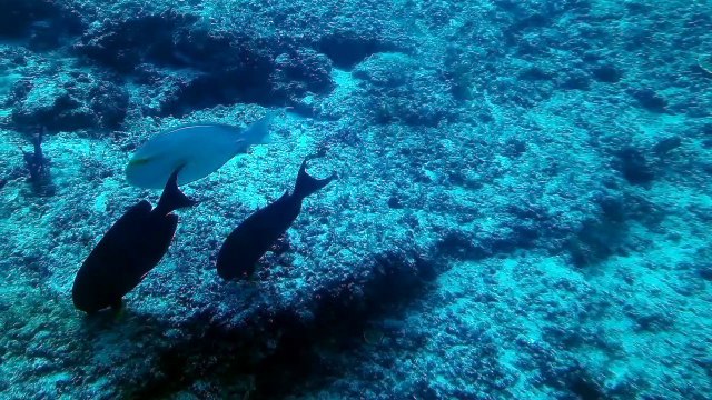 A view of the marine life in the crystal clear waters of the Maldives