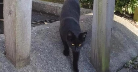 L'incroyable histoire de ce chat perdu à 70km de sa famille