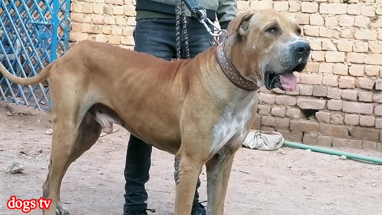 Best tapni bully dog | high quality bully kuty | pakistani bully dogs | dogs tv | bully gultair mix