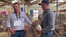 Supreme Merino Ram - Winners Interview