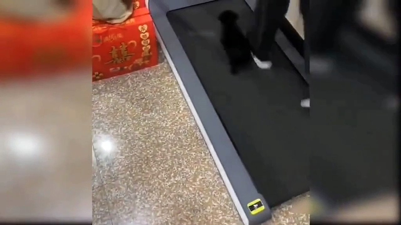 Cat runing video*