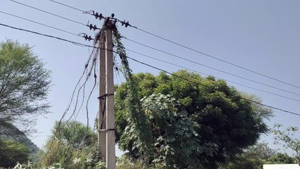 निगम की लापरवाही, खम्भों पर चढ़ रही है बेल