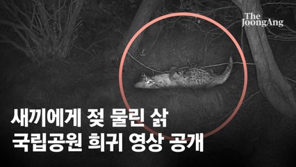 야밤 지리산서 새끼에 젖 물린 삵…멸종위기 동물 희귀장면 포착