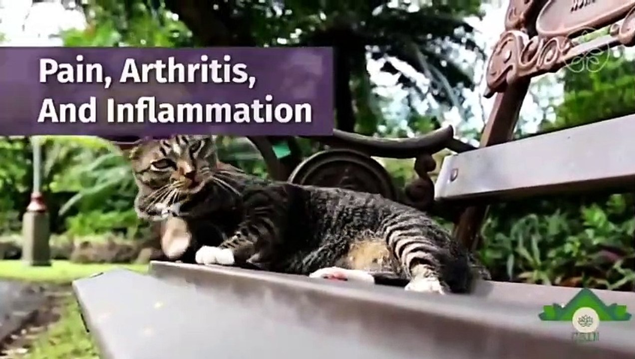 CBD for pets