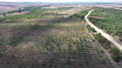 Köylüler "devlet destekli proje" sayesinde badem üreticisi oldu