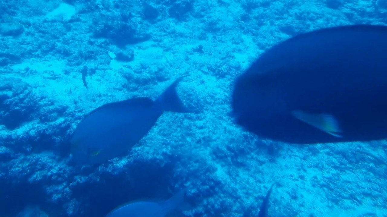 A beautiful view of marine life from a Whale Submarine in the Maldives