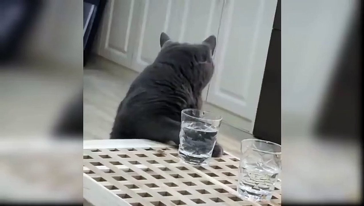 Funny cat and water play