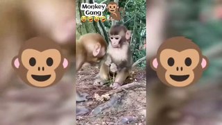 Funny Monkey Video Compliation। Funny fights। Monkey funny video
