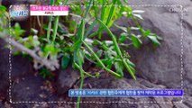 식욕을 잡아주는 신비의 식물인 『 시서스 』 TV CHOSUN 220908 방송