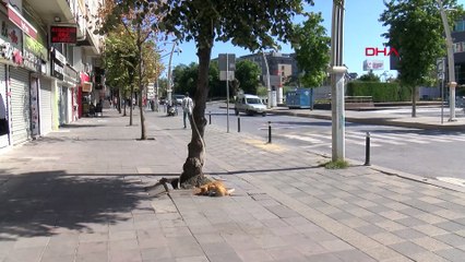 Ağızlık olmadan gezdirilen pitbull dehşeti yaşattı! O anlar kameraya yansıdı