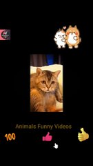 Funny Dog And Cat Fighting Videos 2022 | Animals Funny Videos | Cat And Dog Videos