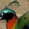 Quels sont les 5 oiseaux les plus colorés au monde ? - carré