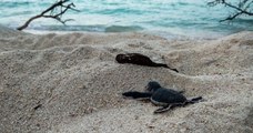 Valras-Plage : les œufs des tortues ont éclos sur la plage, 51 jours après la ponte de la tortue marine