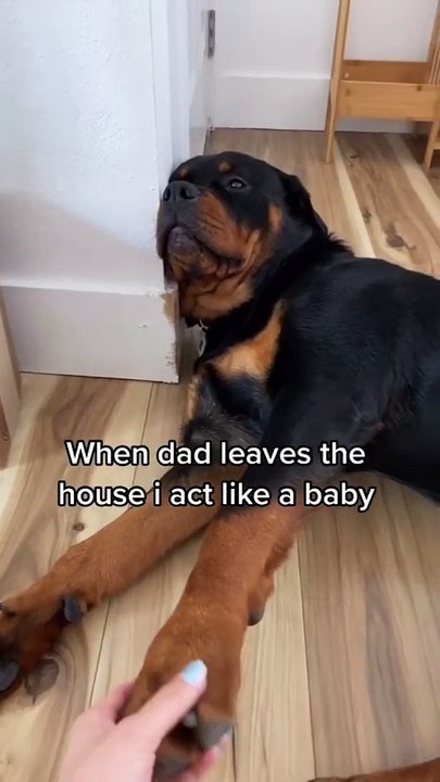 When dad leaves the dogs for the day
