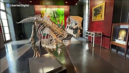 Se subasta un esqueleto de dinosaurio por medio millón de euros: "Perfecto para una sala de estar"