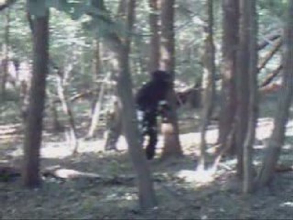 PaintBall dans la foret