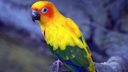 Parrot  sit on tree branch