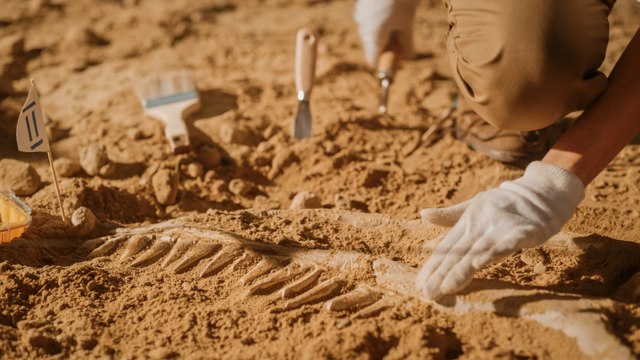 Lehrerin entdeckt bisher unbekanntes Fossil in Kanada