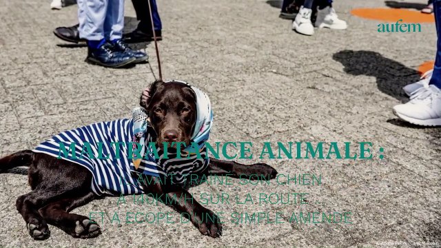 Maltraitance animale : il avait trainé son chien à 140km/h sur la route… et a écopé d'une simple amende