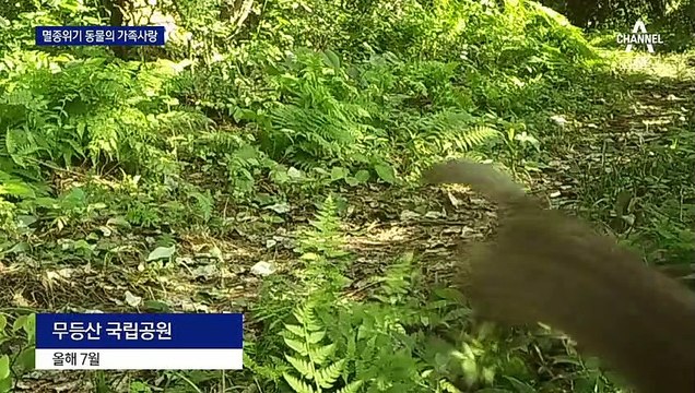 장난치고 영역 표시하고…멸종위기 수달·담비의 가족사랑