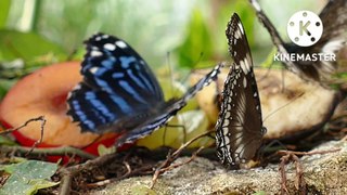 #तितली की रहस्यमयी  दुनिया #तितली का संसार #अजब रहस्य #butterfly wonder world #short