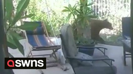 Bear enters California home and allegedly eats chocolate cake