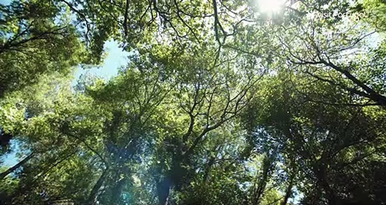 Oporto y Norte de Portugal. Anuncio turismo Portugal