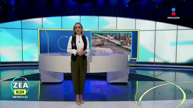 Black Jaguar-White Tiger: 48 grandes felinos no han sido rescatados