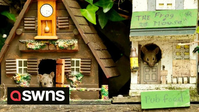 Meet the families of mice who live in their own purpose built homes and even have a pub