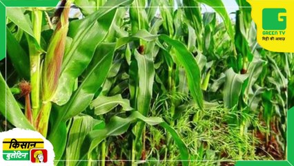 Kisan Bulletin मक्का की व्यवसायिक खेती को बढ़ावा देने में जुटी सरकार | ICAR-IIMR ने जारी की 4 हाईब्रिड किस्में