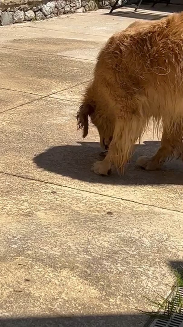 Golden Retriever Plays With Worm