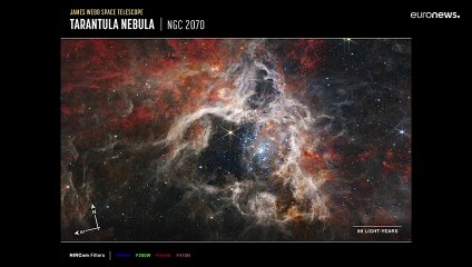 Tarantelnebel: James-Webb-Teleskop sichtet tausende junge Sterne