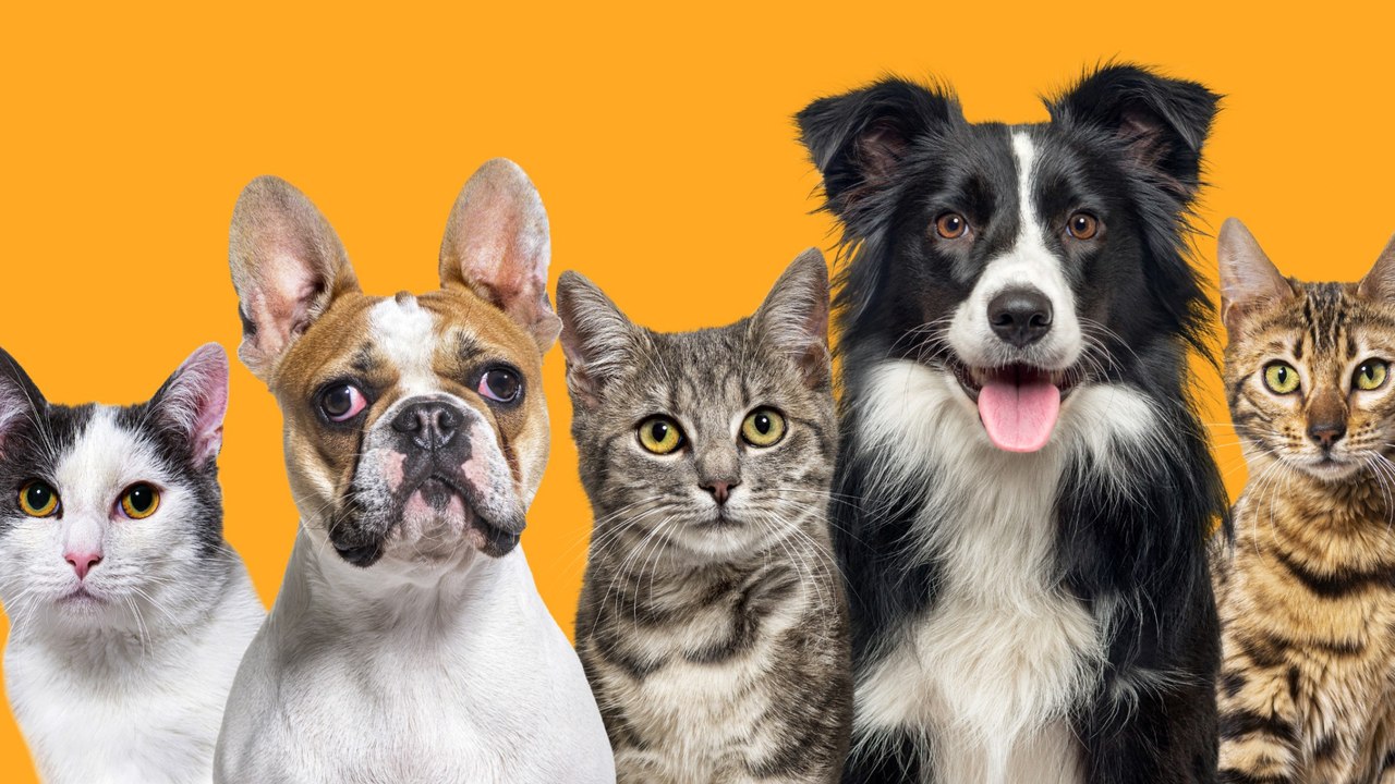 Foster or Not To Foster: 5 Most Common Animal Fostering Myths Debunked