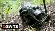 Hair-raising moment an alligator charges and hisses at a man walking alone in Florida