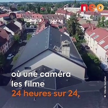 En Moselle, les cigognes Maurice et Mélodie ont un nouveau fils : Thomas