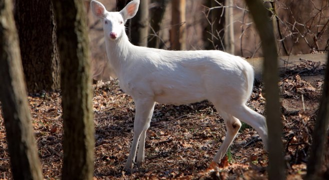 Animaux albinos : un animal peut-il souffrir de cette maladie ?