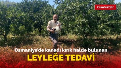 Osmaniye’de kanadı kırık halde bulunan leyleğe tedavi