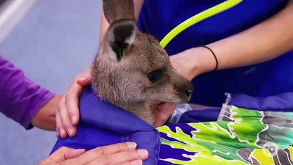 Wildlife Rescue Australia S01E10