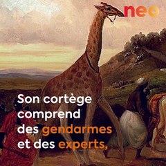 L'incroyable histoire de Zarafa, la première girafe arrivée en France