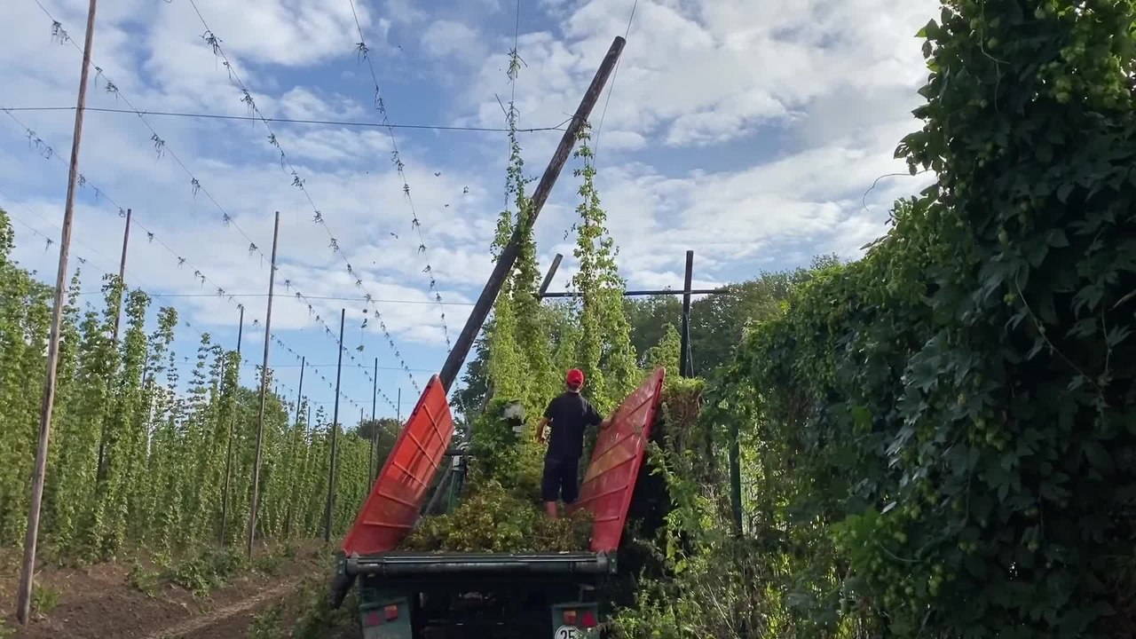 Une récolte de houblon peu fructueuse pour la brasserie Dubuisson (Pipaix)