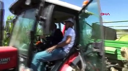 Van'da, 6 bin 700 ton silajlık mısır rekoltesi