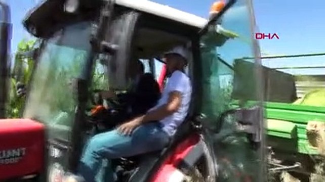 Van'da, 6 bin 700 ton silajlık mısır rekoltesi