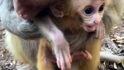 The way the monkey mother trains the little monkey is very special