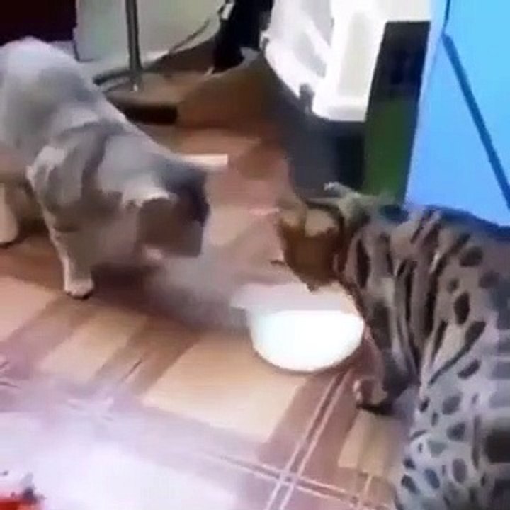 Vie de chat